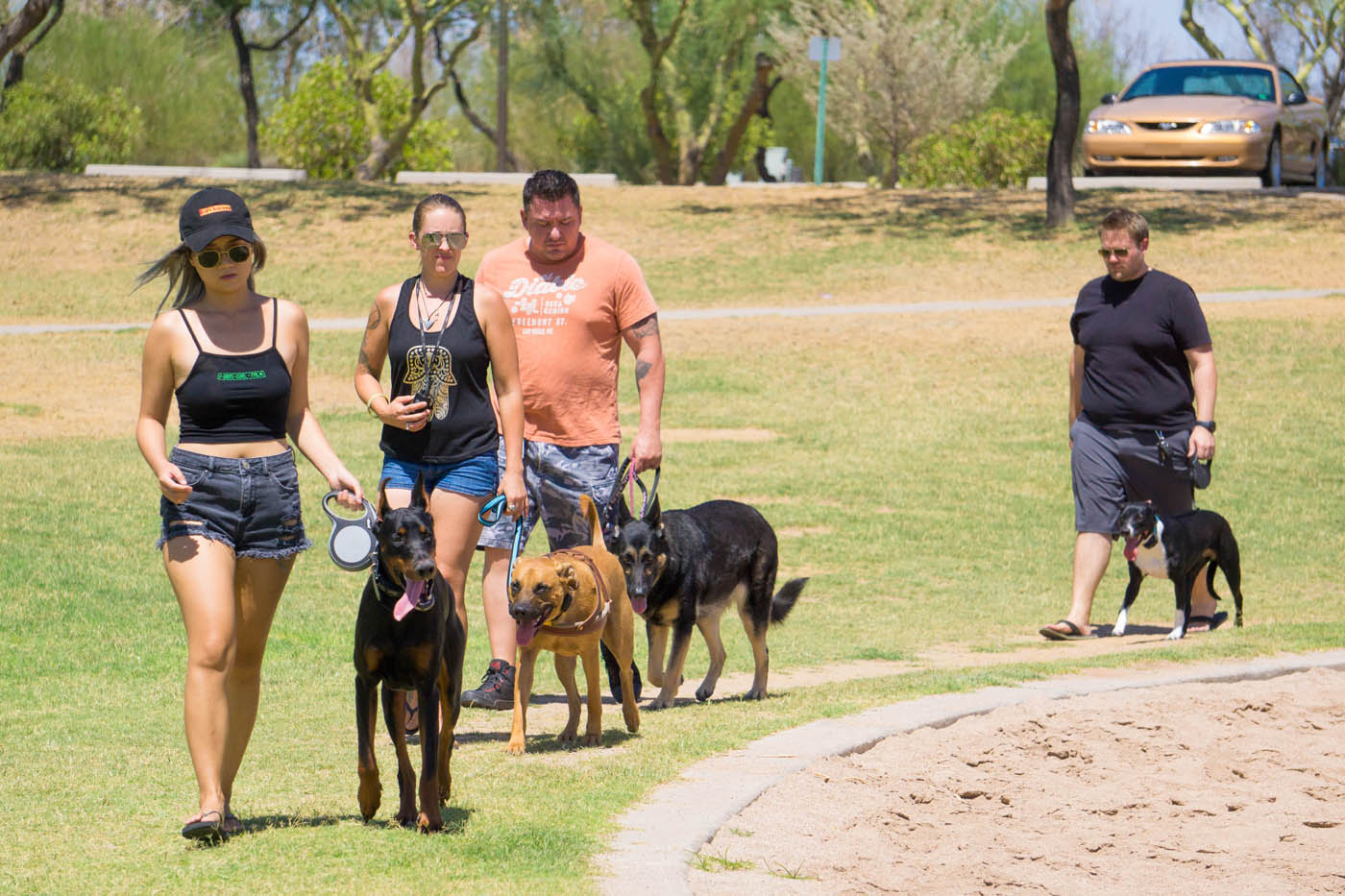 group-dog-training-class